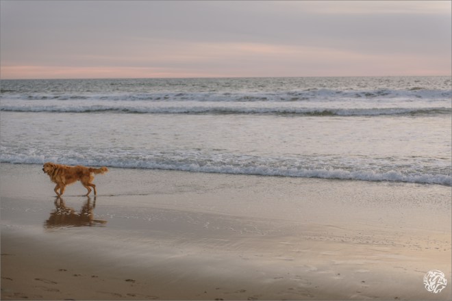 Yana's Photos - Venice Beach Photography4.jpg