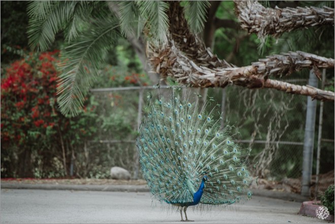 Los Angeles Wedding Photographer - Yana's Photos - Los Angeles Arboretum Wedding -DSC_9217.jpg